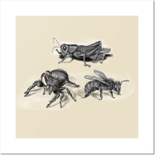 insects illustration, bee, spider and grasshopper Posters and Art